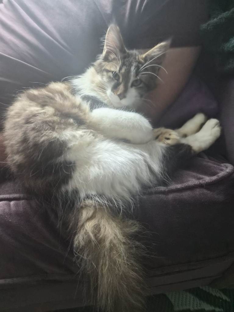 Mainecoon kittens 