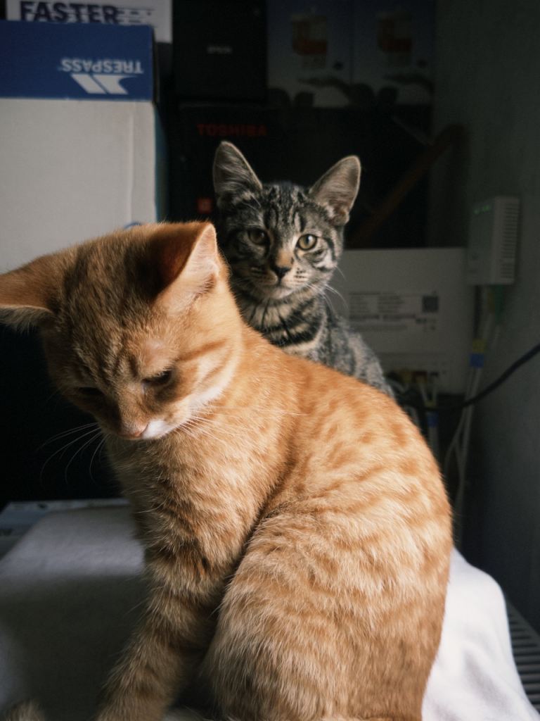 Two lovely kittens for sale 