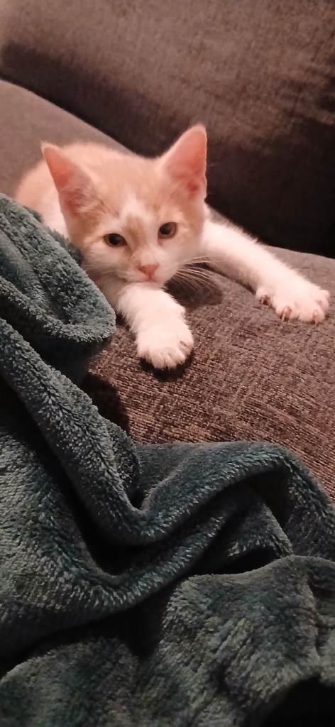 Kittens
