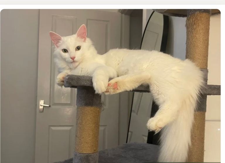 Ragdoll/ Russian Male cat