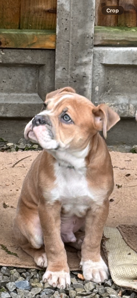 Old English bulldog boy puppy 