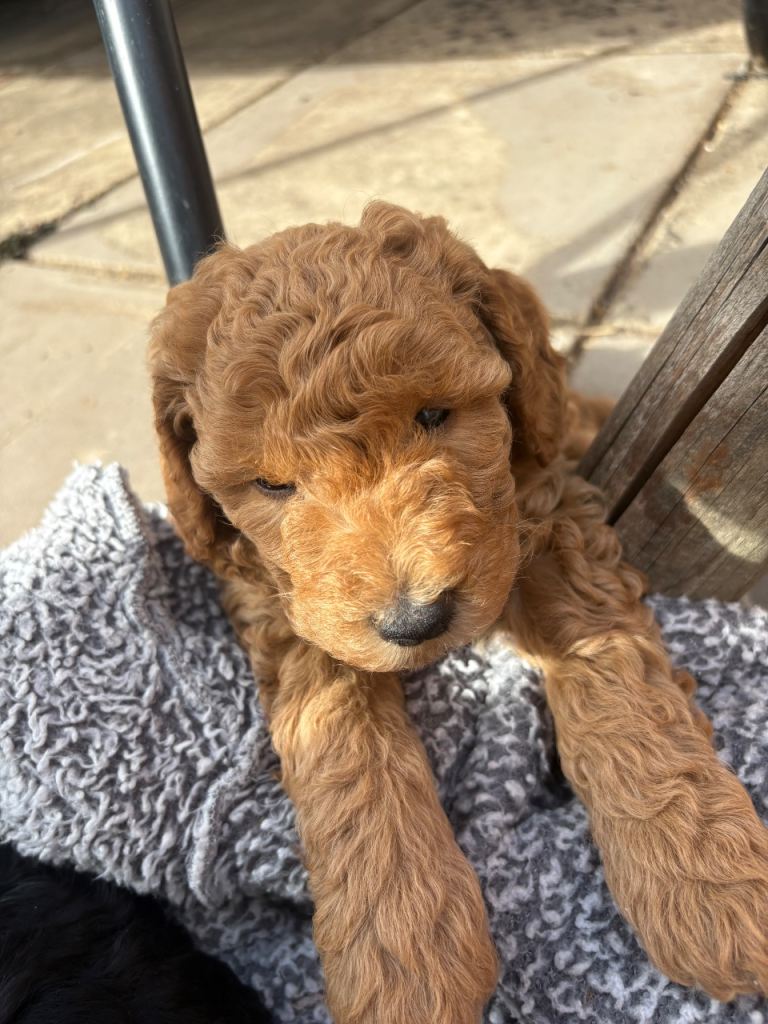 Miniature labradoodle 