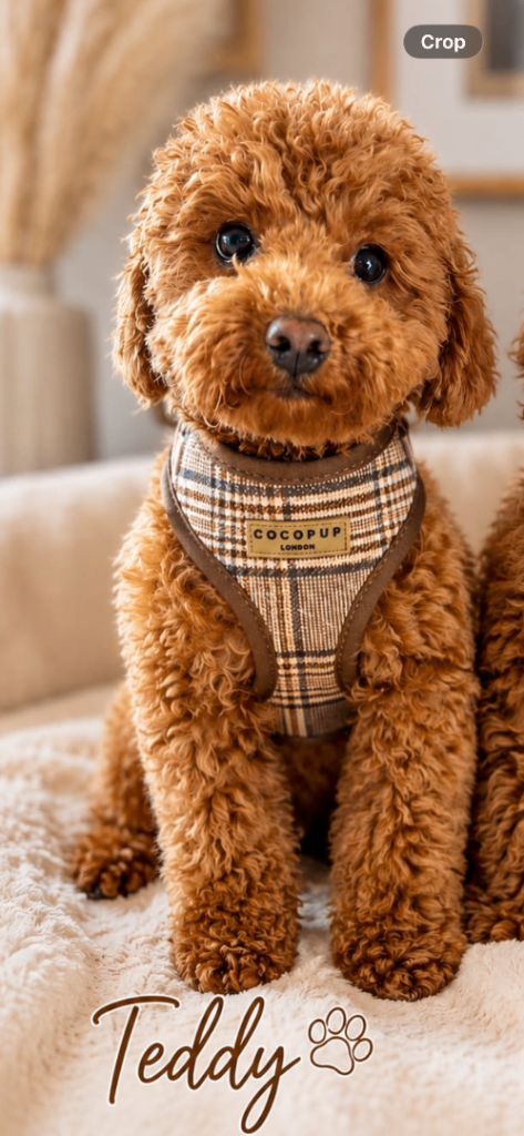 KC Toy Poodle 🧸 Boy