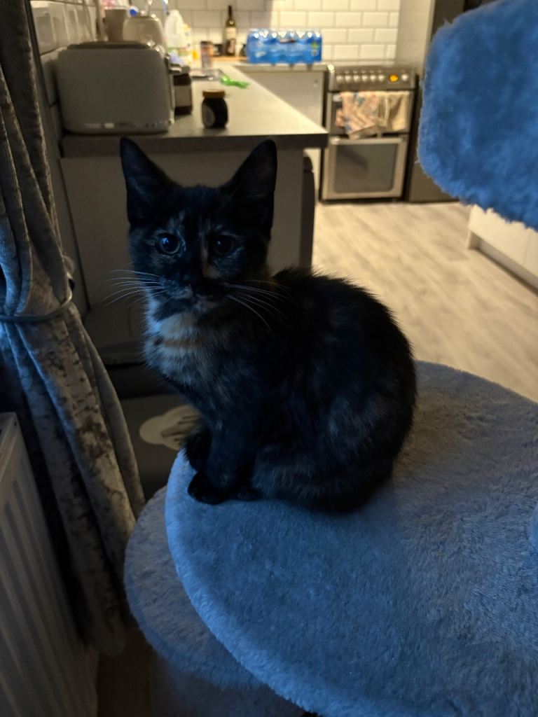 12 week kitten female 