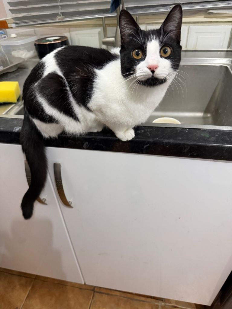 Cute kitten for sale to loving home only