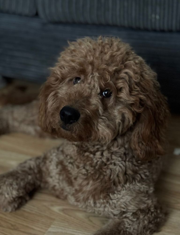 Lovely sweet labradoodle boy 