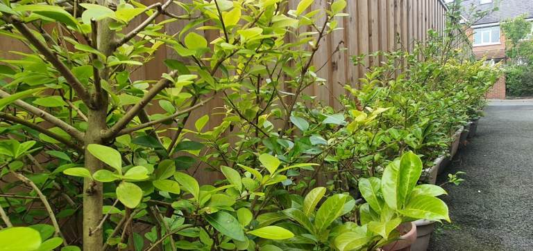 Hedge for sale (will spread to approx 20 - 30 ft long)