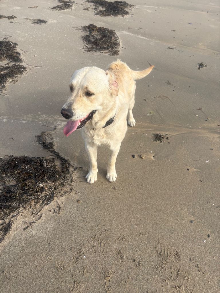 Golden Retriever 