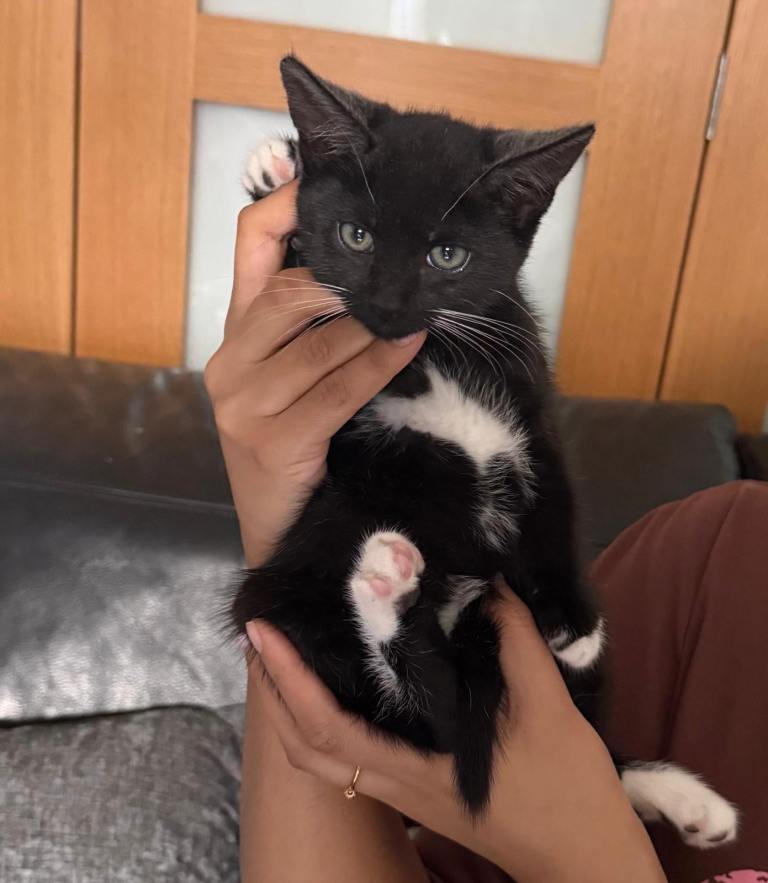 Kittens for sale 