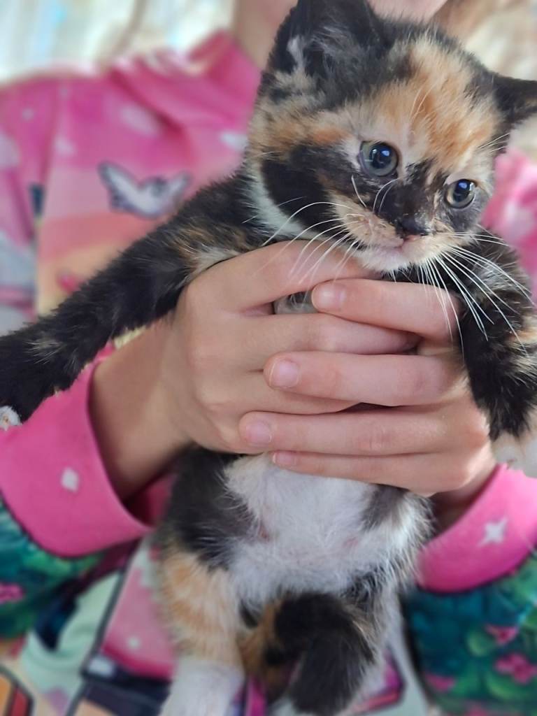 Kittens ready for a new home, mixed 