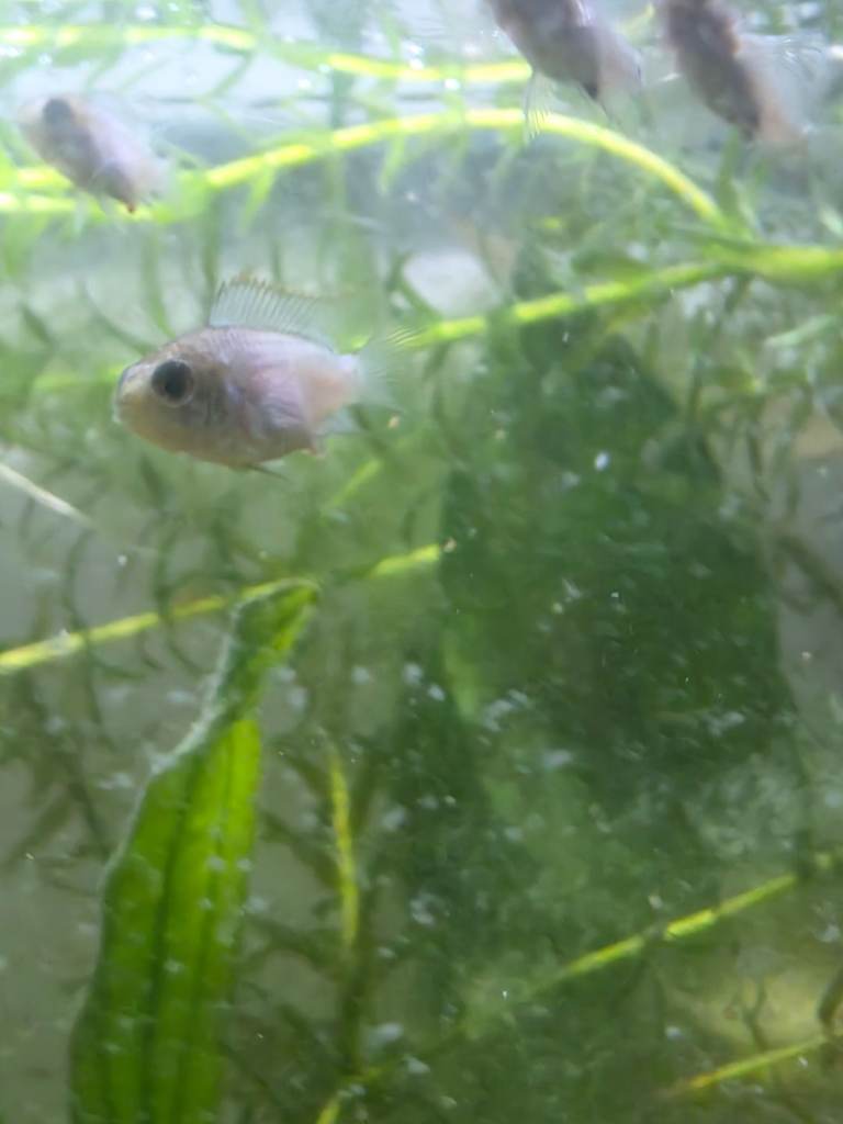 Baby Electric Blue Acaras