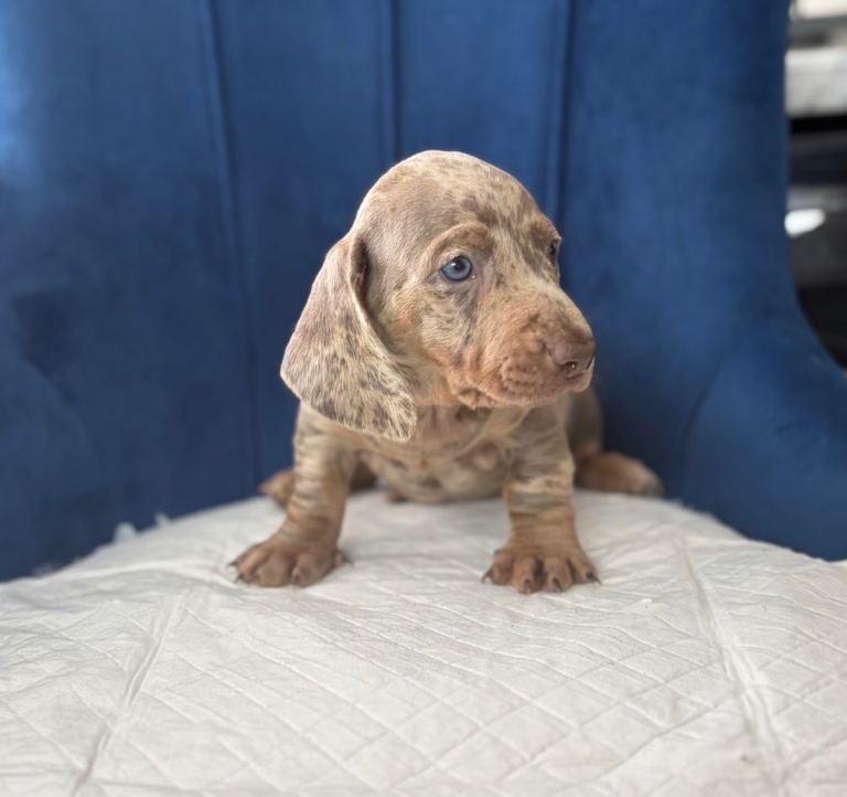 Miniature Dachshund pups 