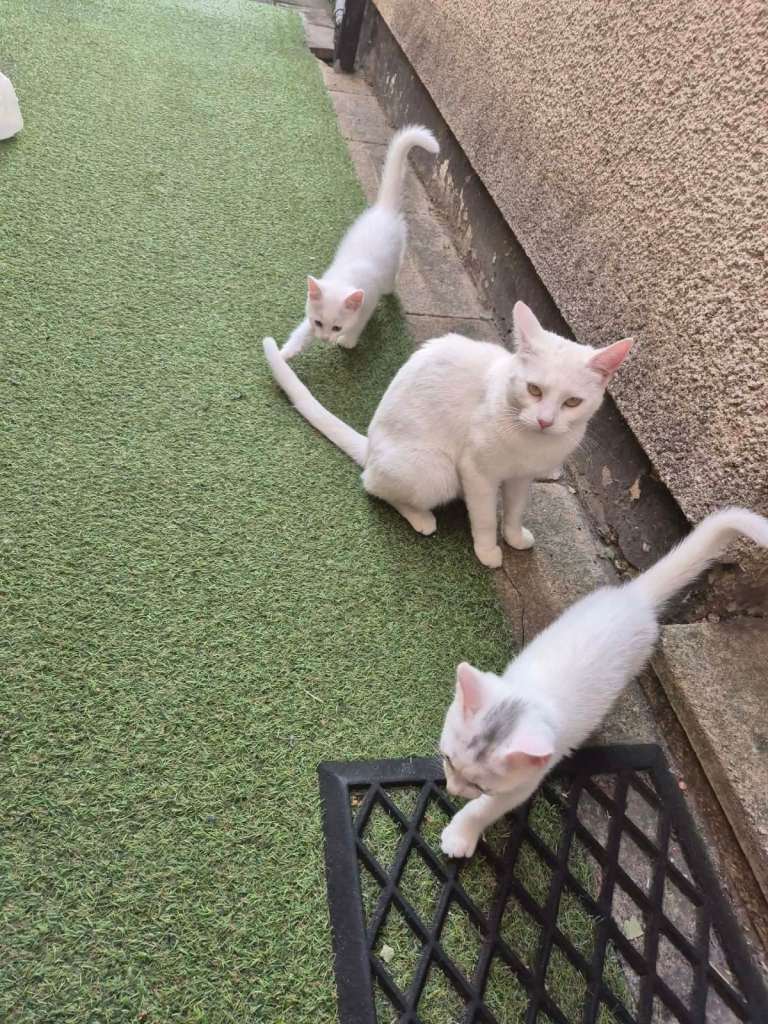 2 kittens & cat
