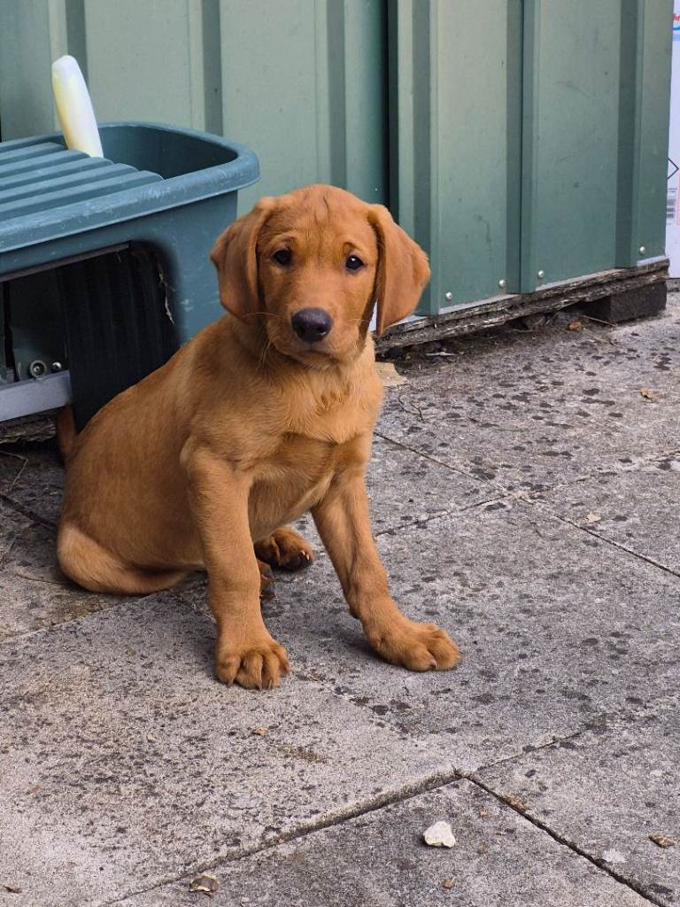 Fox red lab pups