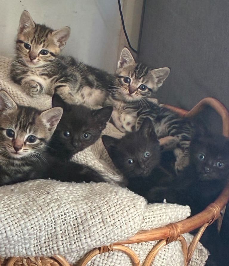 6 Beautiful Kittens 