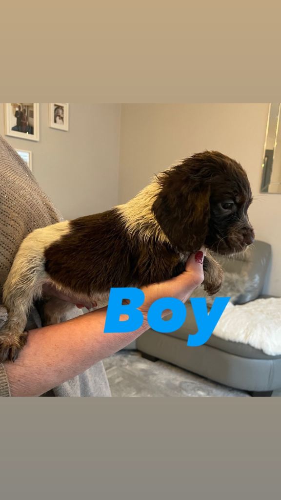  Beautiful Cocker puppies 