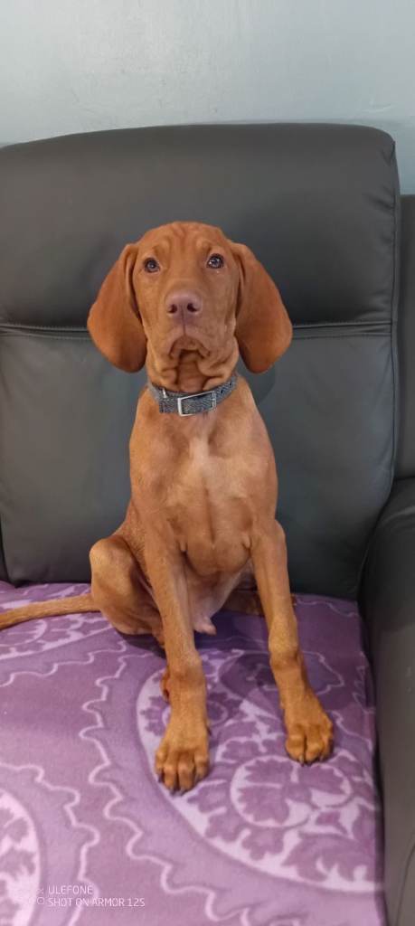 Hungarian viszla puppy 