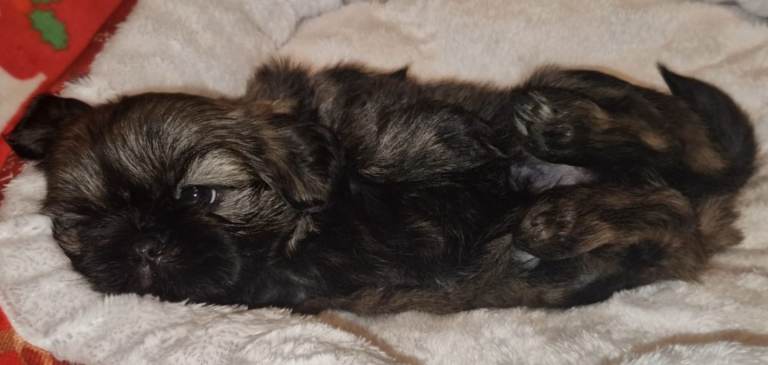 Imperial Shih tzu- Two Beautiful girls left ❤️ 