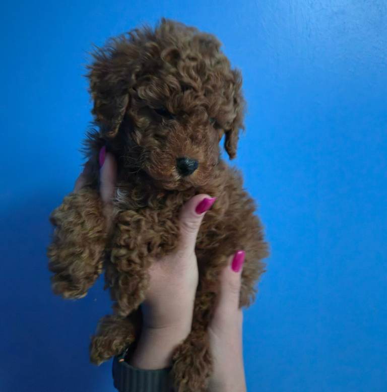 Beautiful Boy Toy poodle crossbreed Miniature Poodle  PUPPY-RED