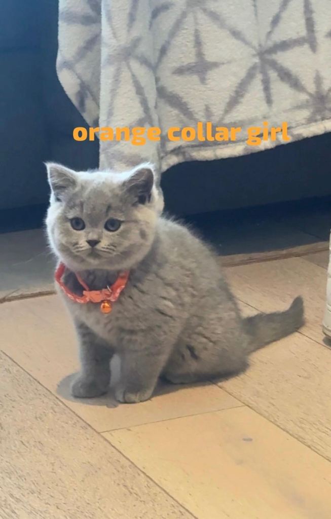 GORGEOUS BRITISH SHORTHAIRS!