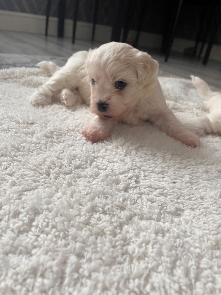 For sale 