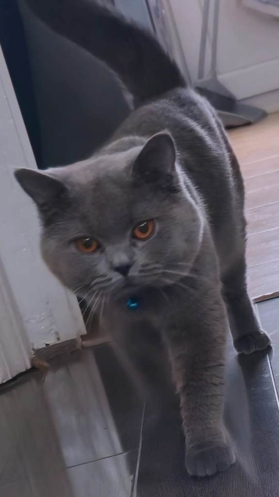 British shorthair grey male