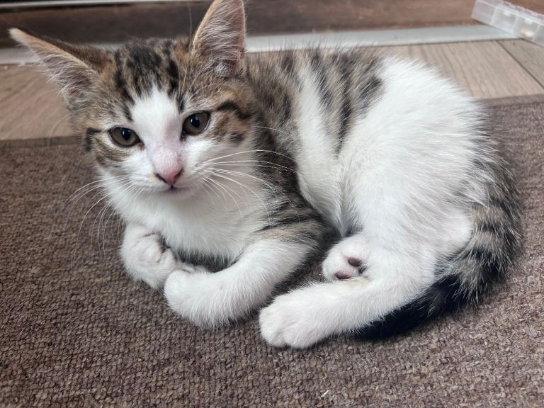 Kittens ready for their forever homes