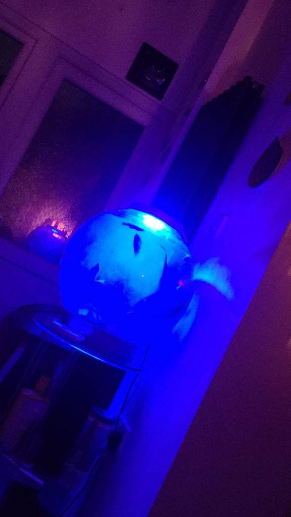 Bio Orb Tank