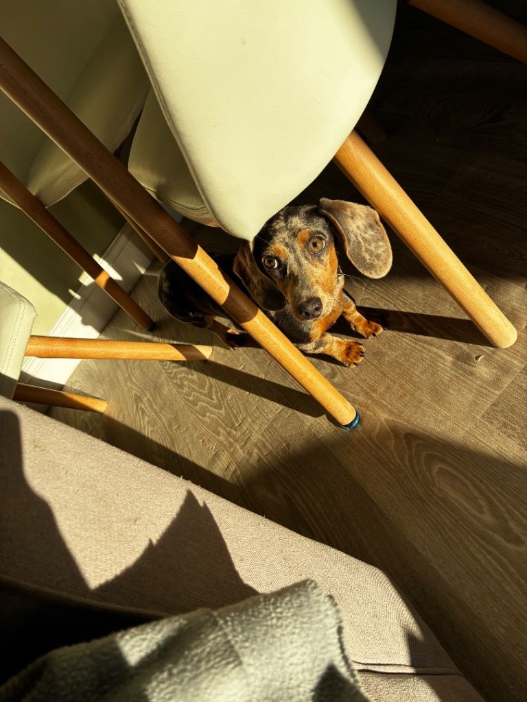 Miniature dachshund 6 months old