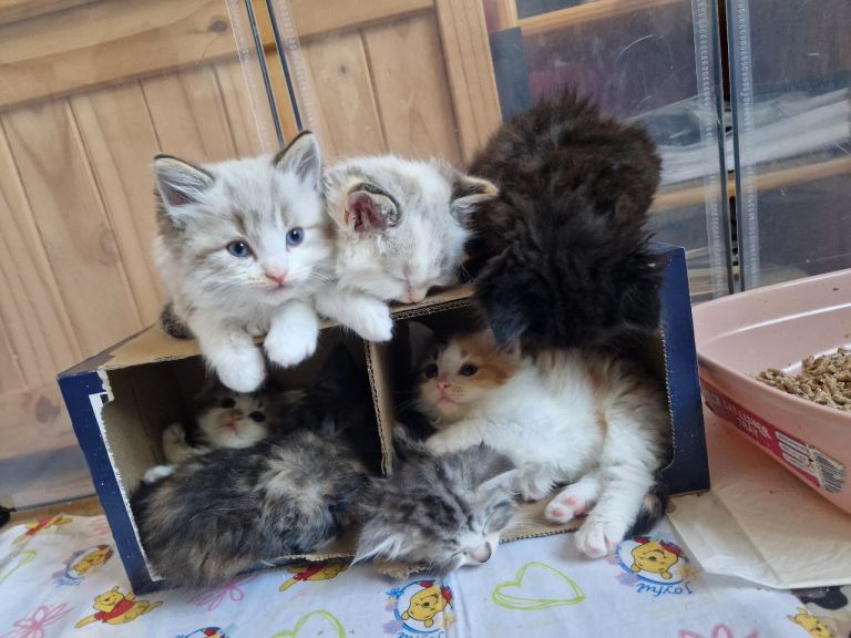 4 kittens ready for their forever homes