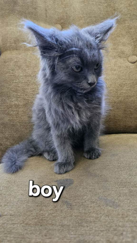 Lovely maine coon cross kittens 