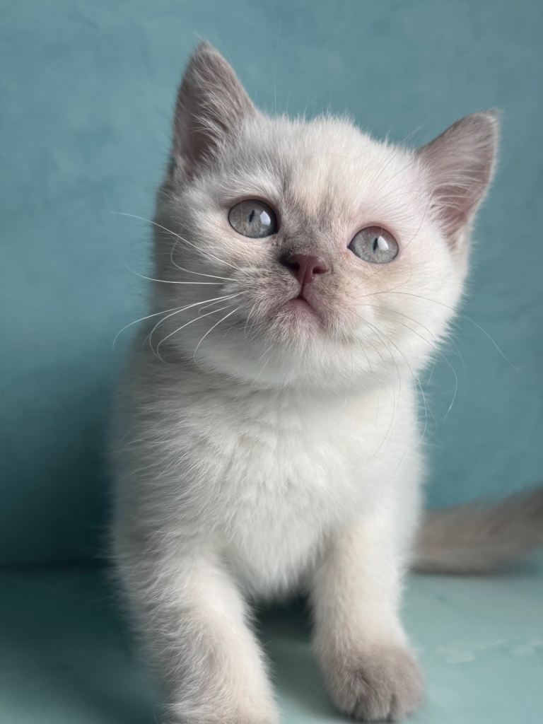 British shorthair kitten 