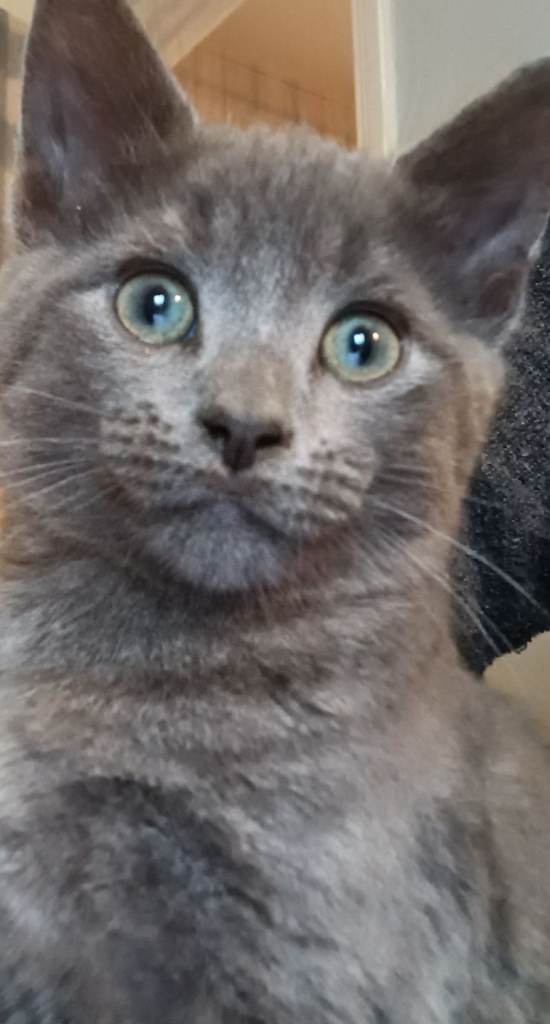 2X MALE RAG CROSS russian blue 160 for both will not seperate