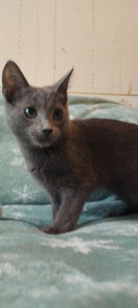Russian blue kitten girl 