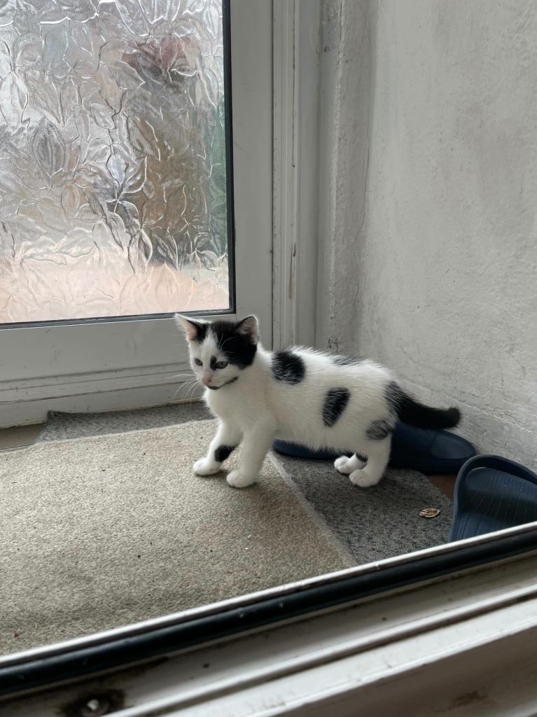 kitten needing forever home ( READ description)
