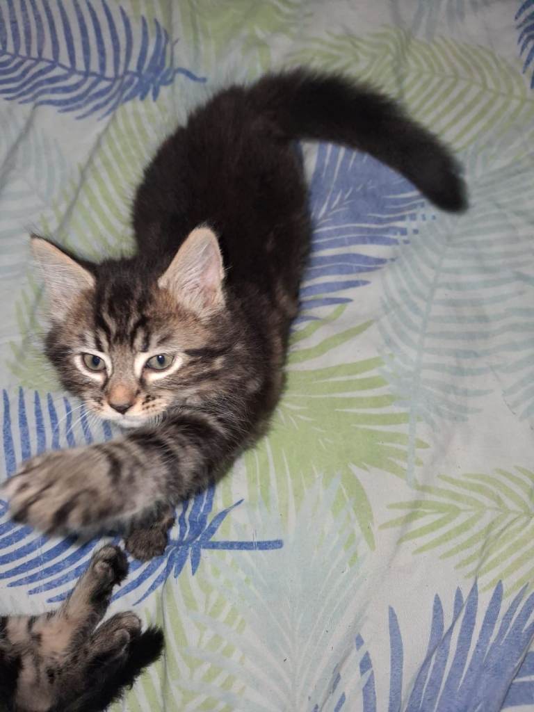 Kittens 