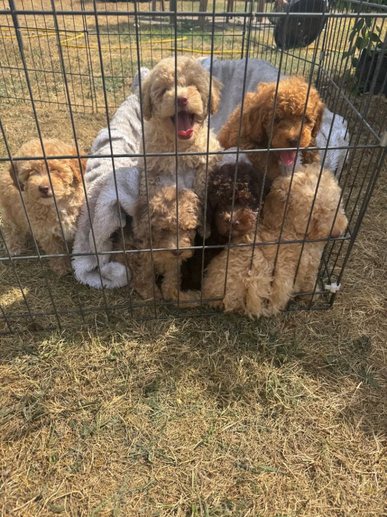 Toy poodle 