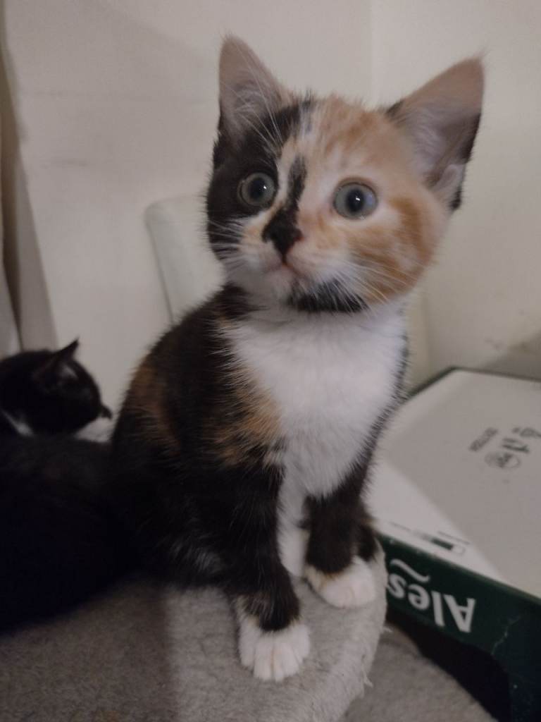 VERY,VERY! friendly and well socialized kittens.3 girls+ 4 boys.