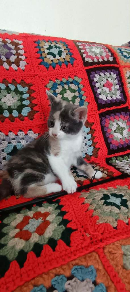 6 weeks old kittens 