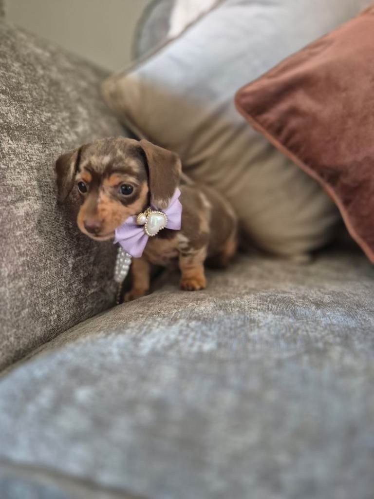 Kc miniature dachshunds 