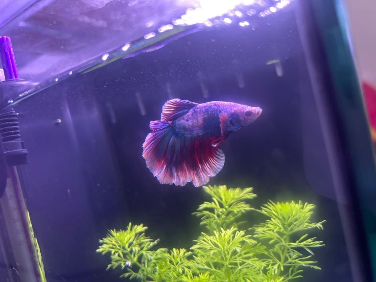 Ethical Betta Fish breeder 