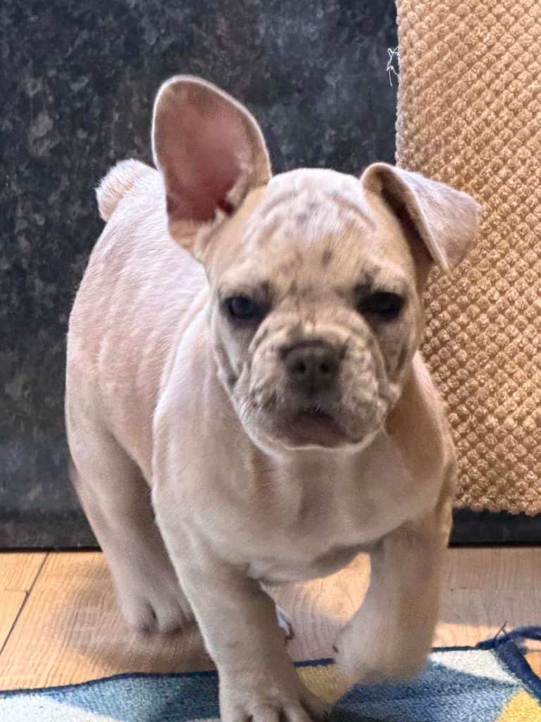 French bulldog puppies 