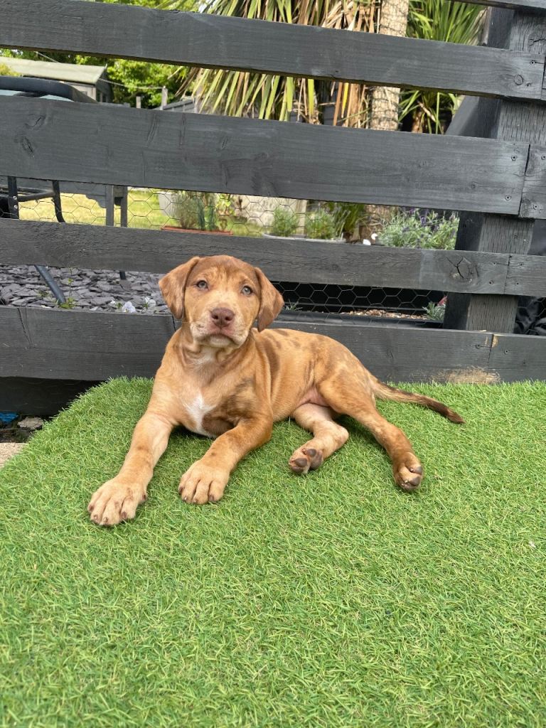 Shar Pei x Mastiff x Spaniel Litter – 30th July