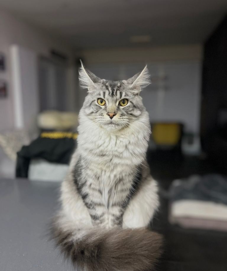 Maine coon for sale 