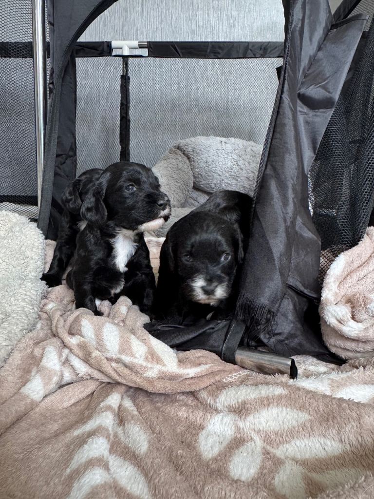 Cockapoo puppies for sale 