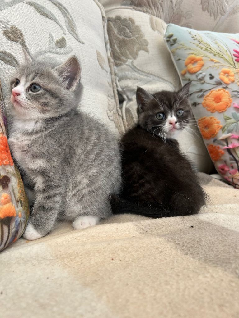 Exotic cross  kittens 