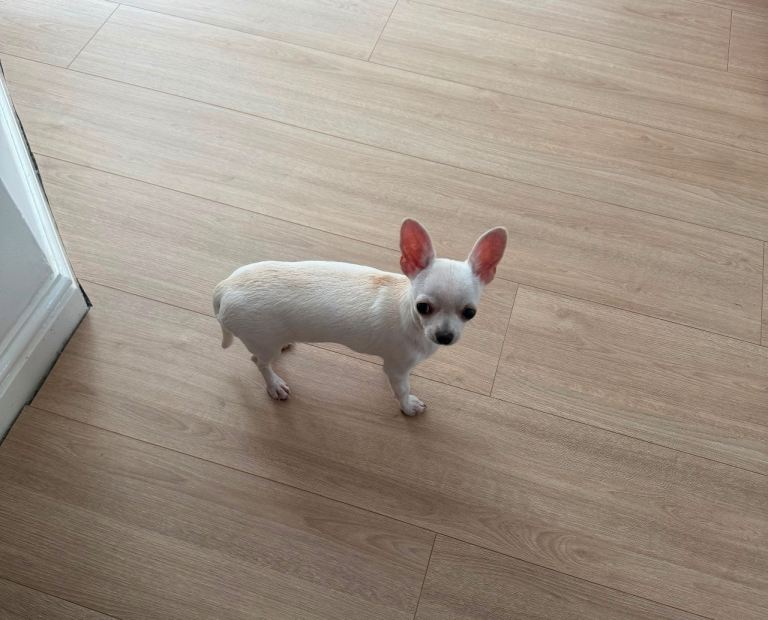 White short haired chihuahua puppy 