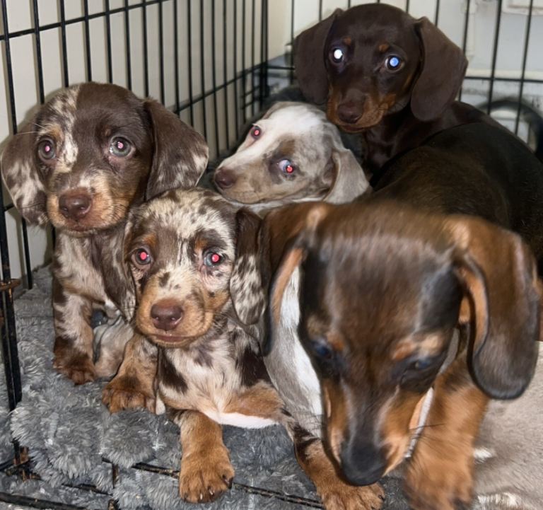 Gorgeous Dachshunds 1 boy 6 girls 