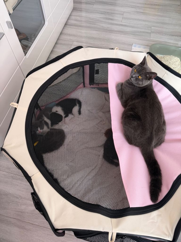 4 Adorable Half-British Shorthair Kittens – Reserve Yours Now!