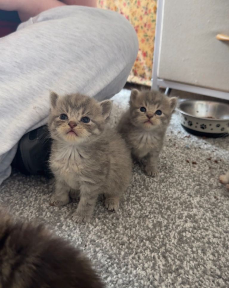 Mainecoon kittens